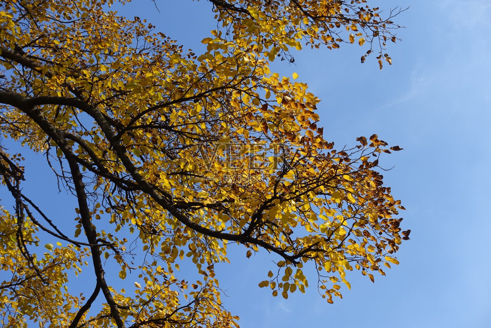 10月中旬晴空万里，桑树枝叶繁茂照片摄影图片