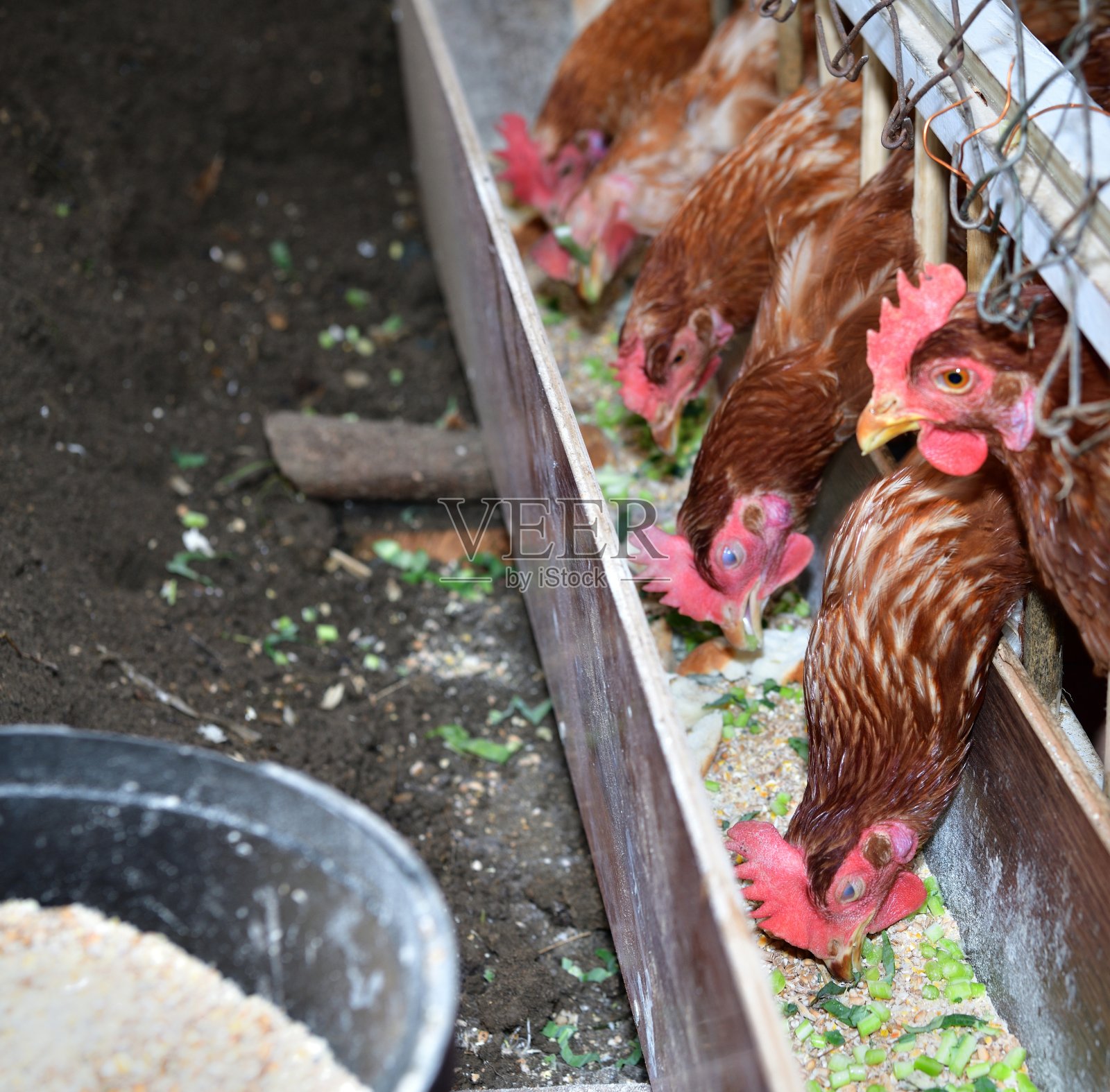 一只家母鸡站在农场的谷仓里孵蛋照片摄影图片