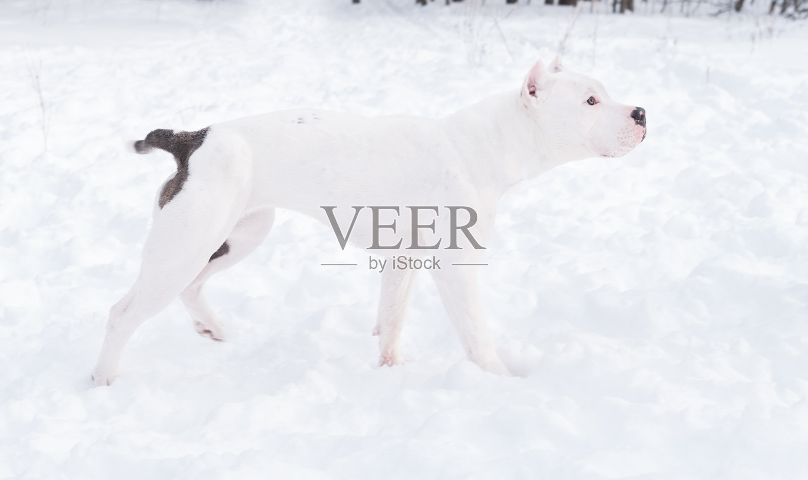 一只白色的美国斗牛犬，站在冬天的森林里。狗在雪地。照片摄影图片