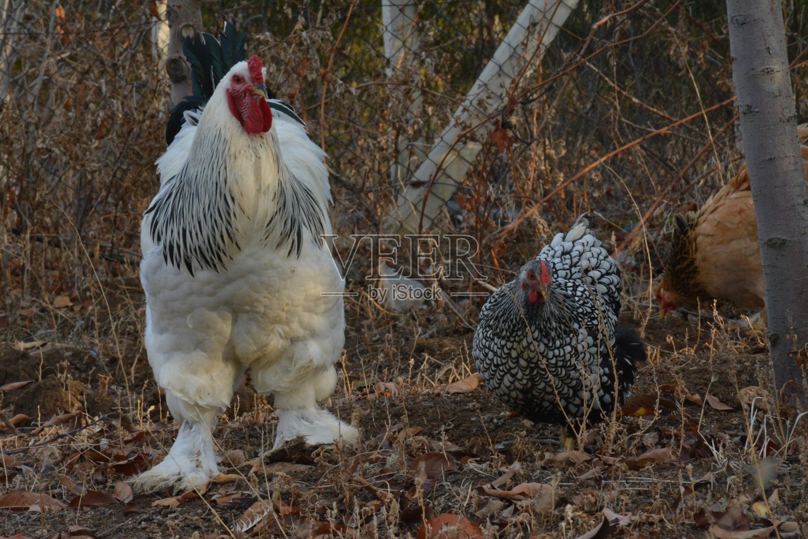 怀恩多特鸡和梵天鸡是流行的鸡在爱好家禽。照片摄影图片