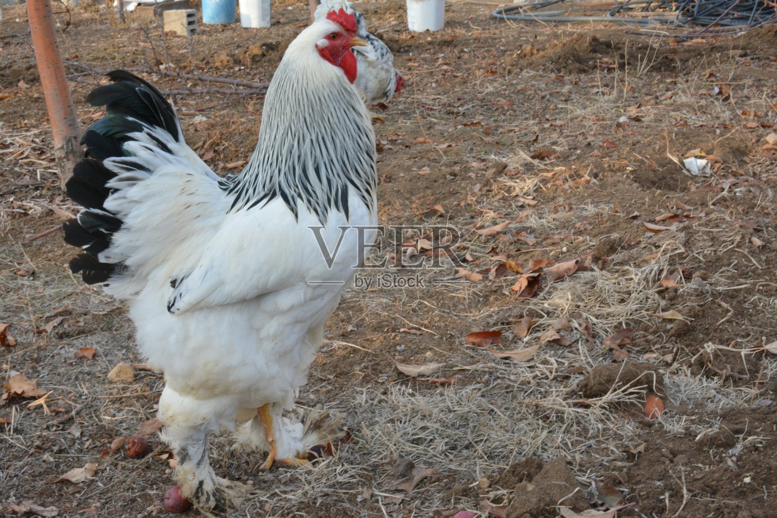 怀恩多特鸡和梵天鸡是流行的鸡在爱好家禽。照片摄影图片