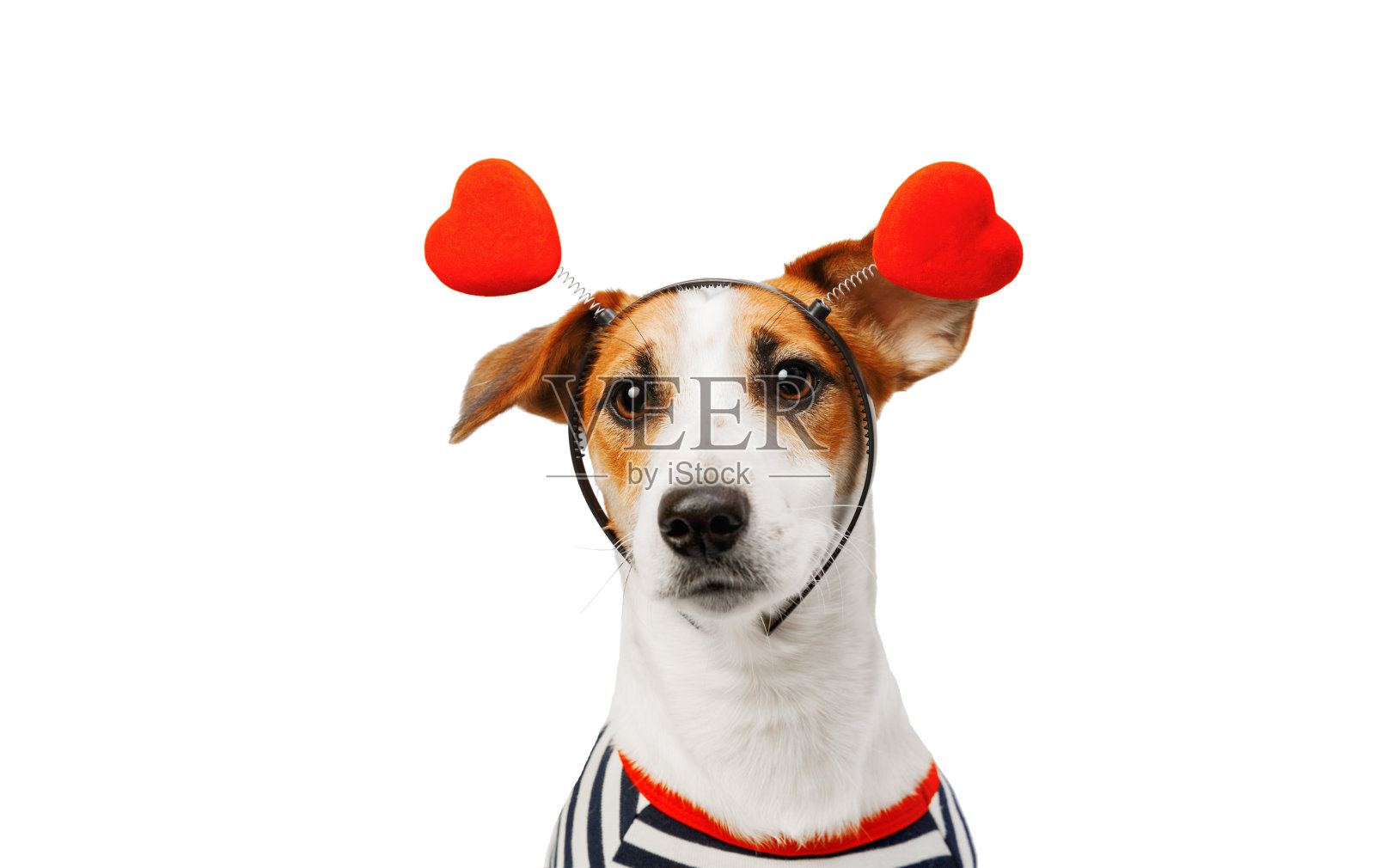 可爱的杰克罗素狗在一个心形头带孤立在白色的背景。照片摄影图片