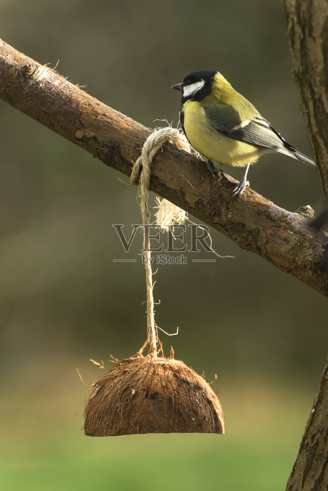 大山雀花园鸟在英国花园库存照片照片摄影图片