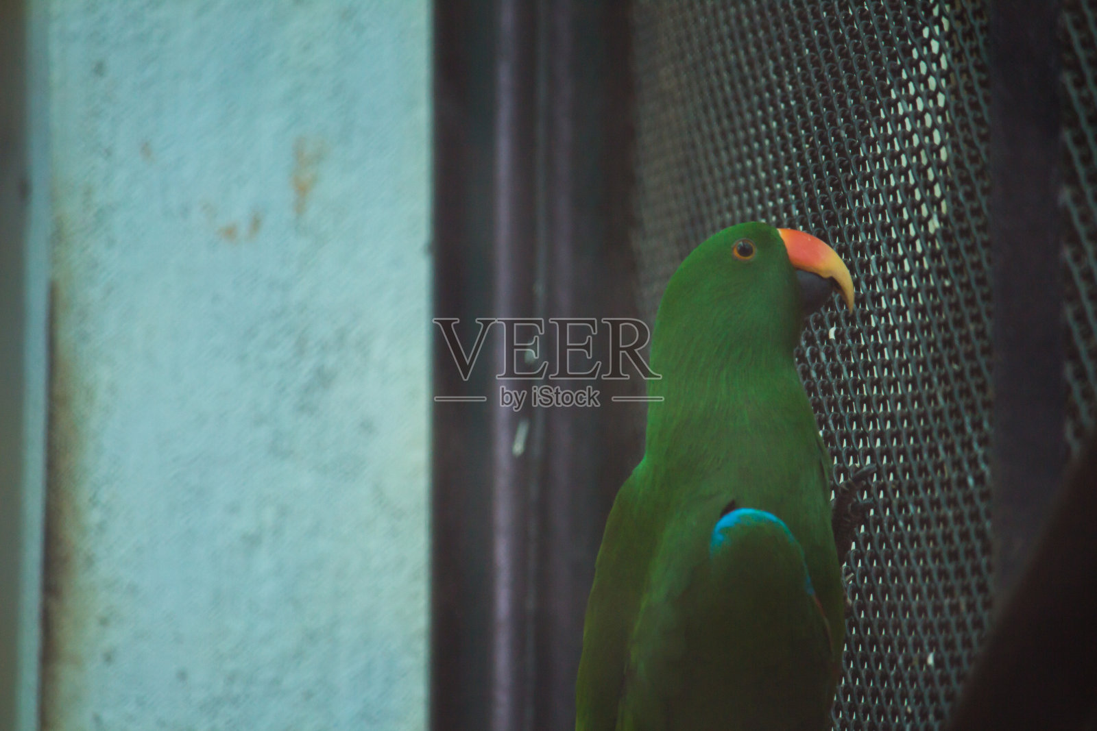 充满活力的绿色长尾小鹦鹉正在爬笼子照片摄影图片