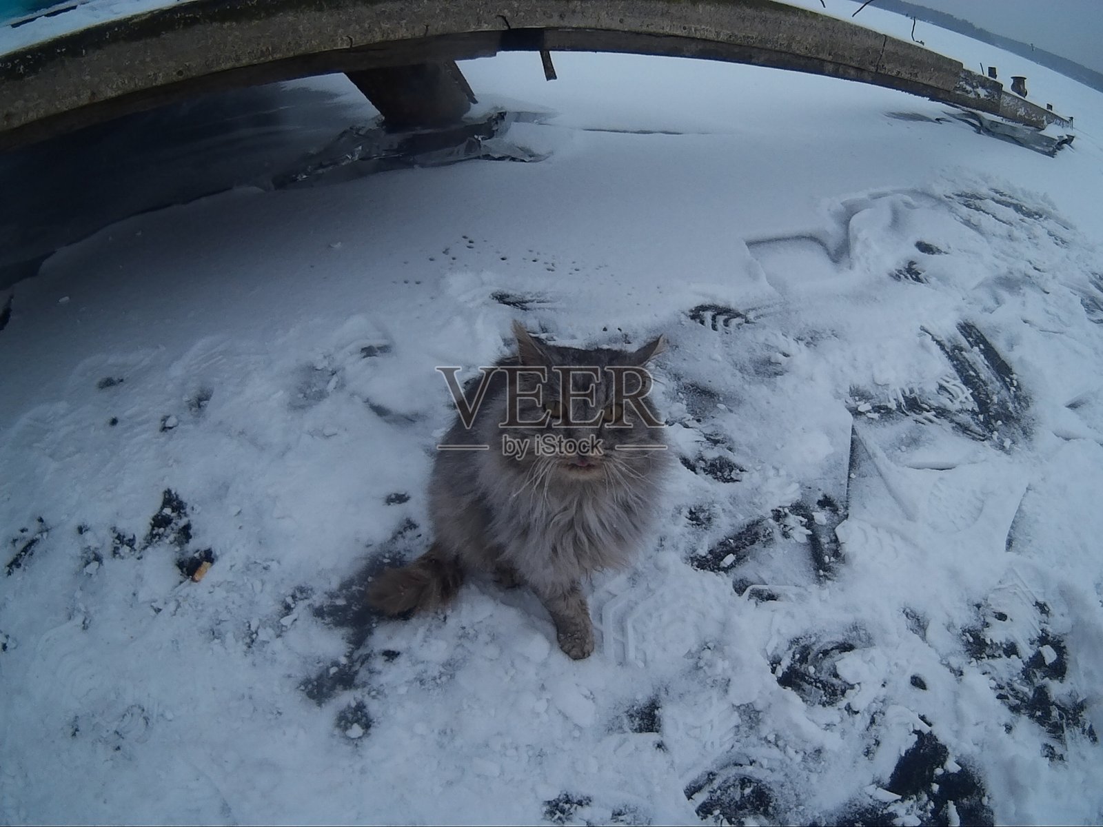 猫在结冰的湖面、水库上照片摄影图片