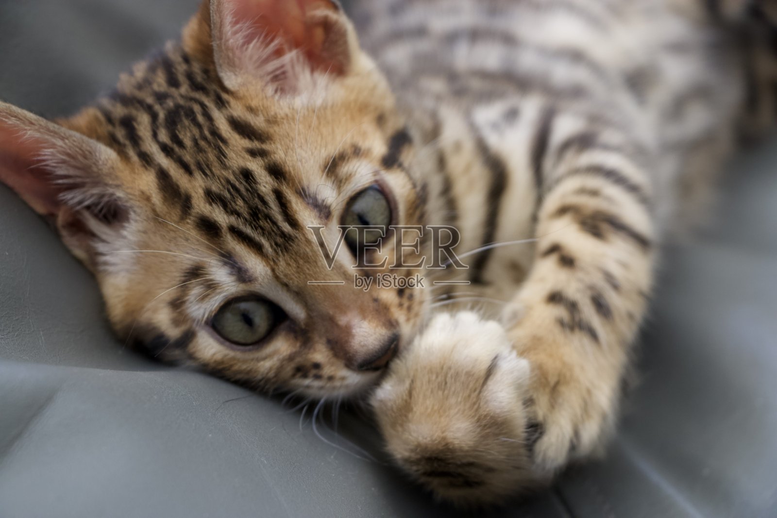 艾维照片摄影图片