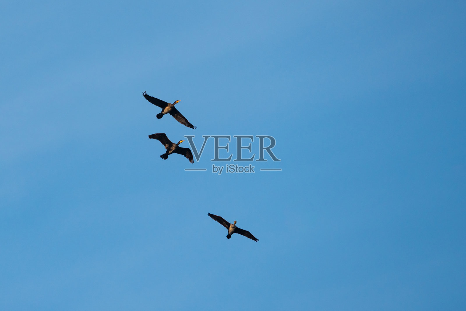 在蓝天下飞翔的鸬鹚。动物照片摄影图片