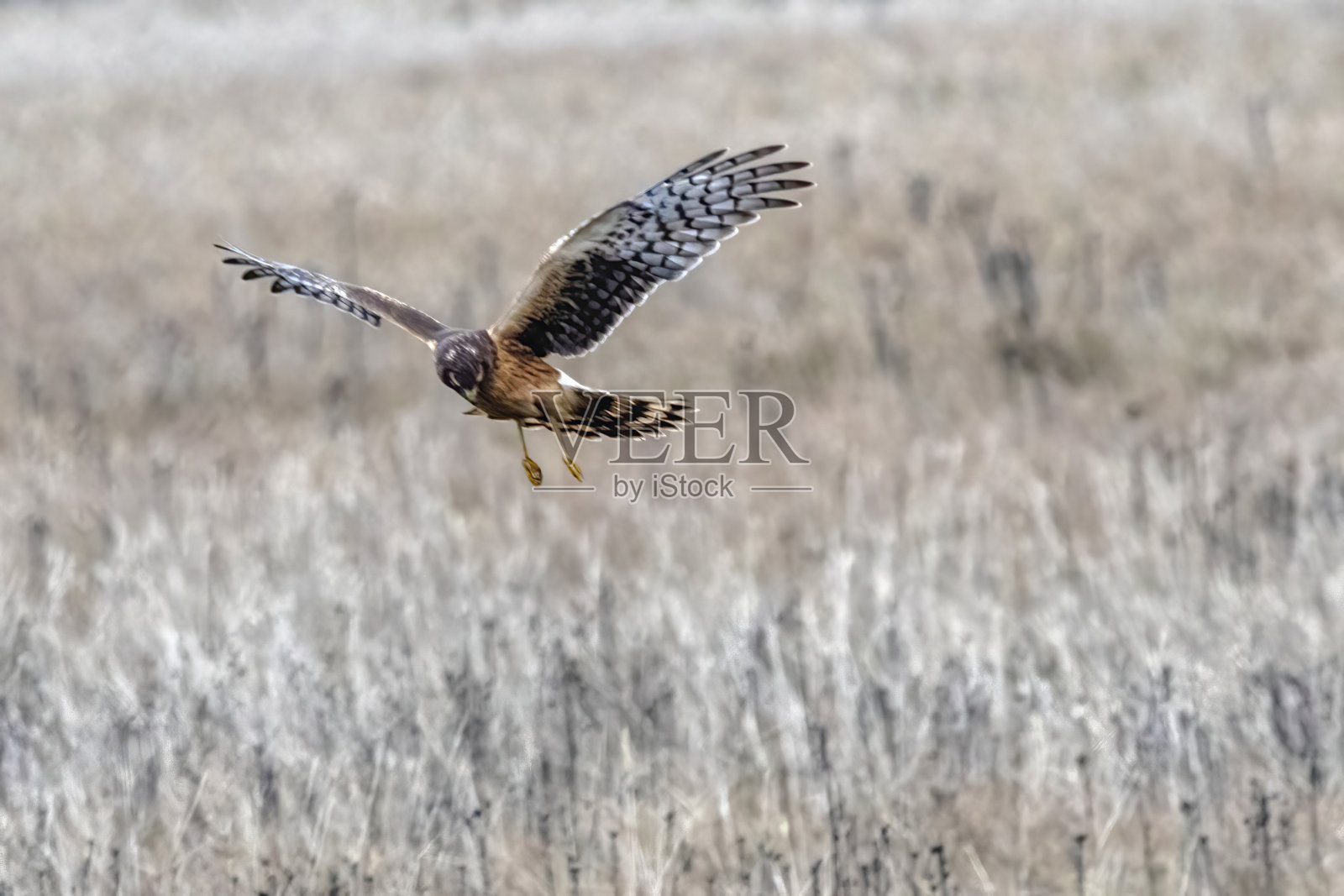 加拿大不列颠哥伦比亚三角洲飞行的灰泽鵟照片摄影图片