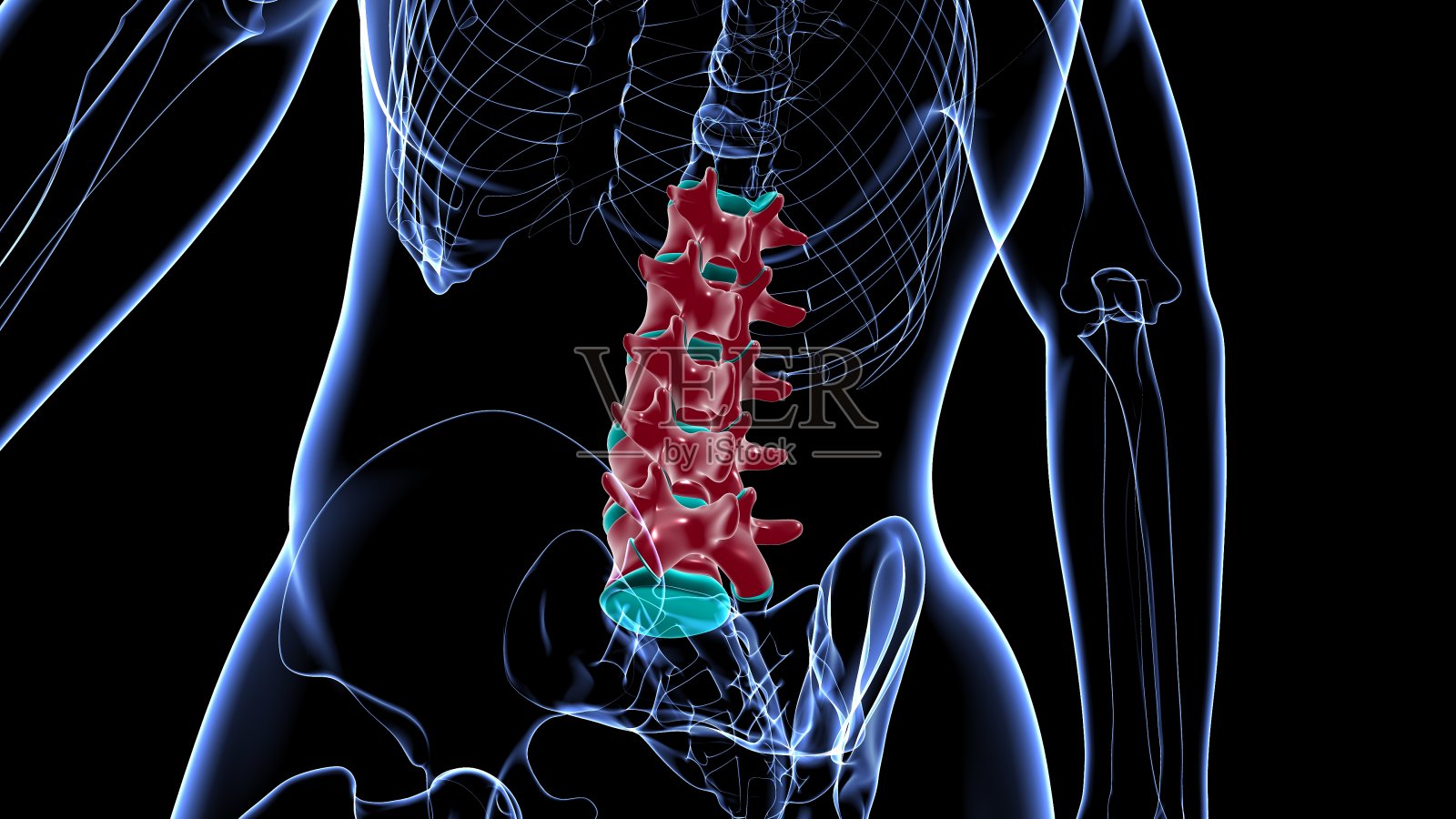 人体骨骼、脊柱、腰椎解剖学照片摄影图片