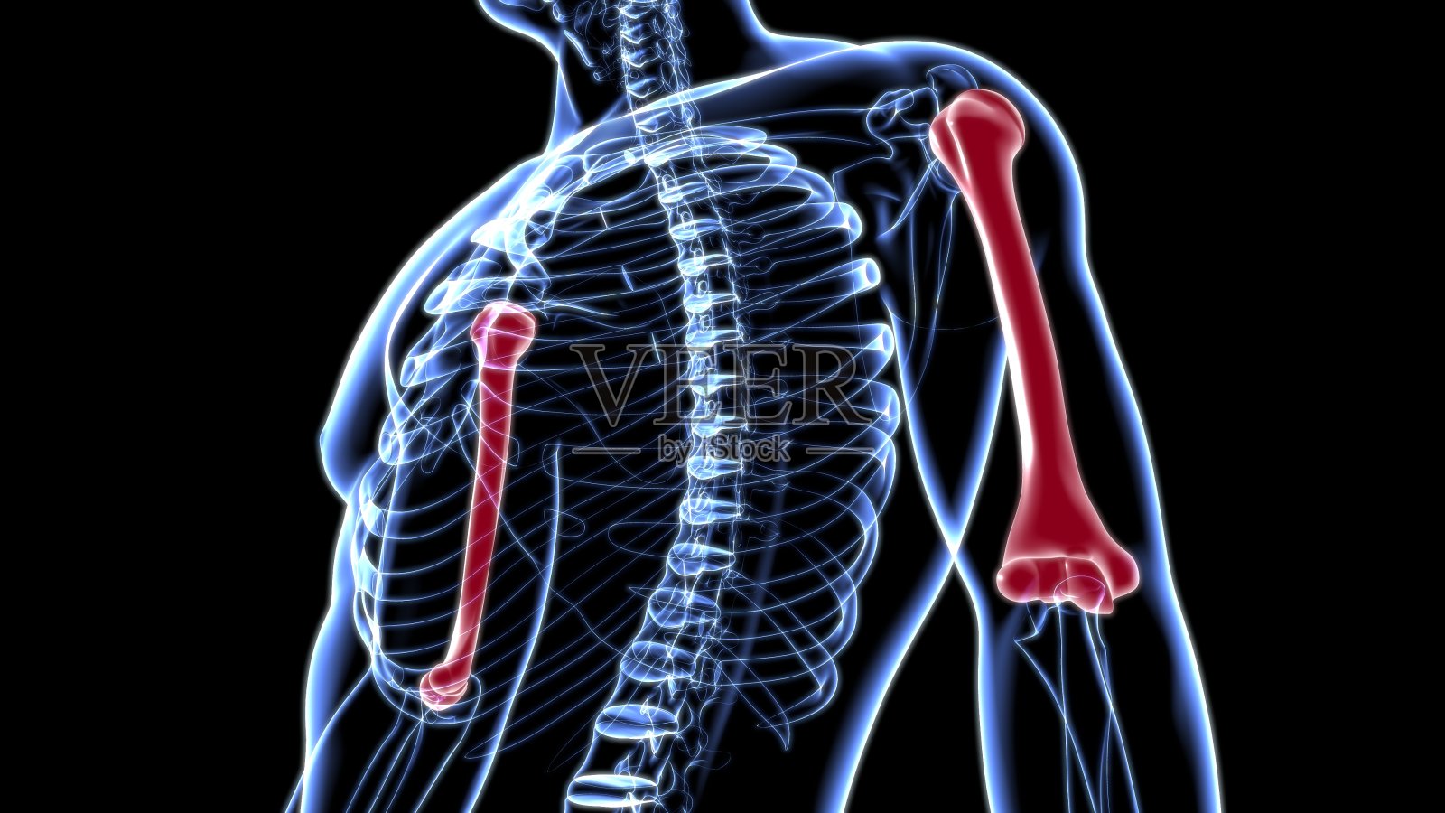 人体骨骼解剖肱骨3D渲染照片摄影图片