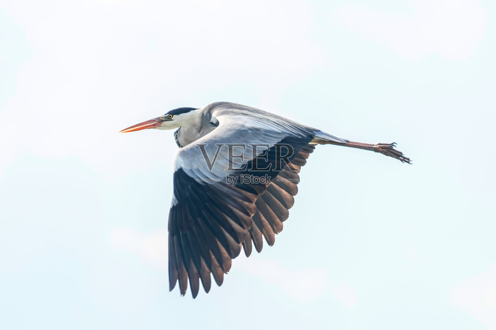 灰鹭飞行(ardea herodias)灰鹭飞行照片摄影图片