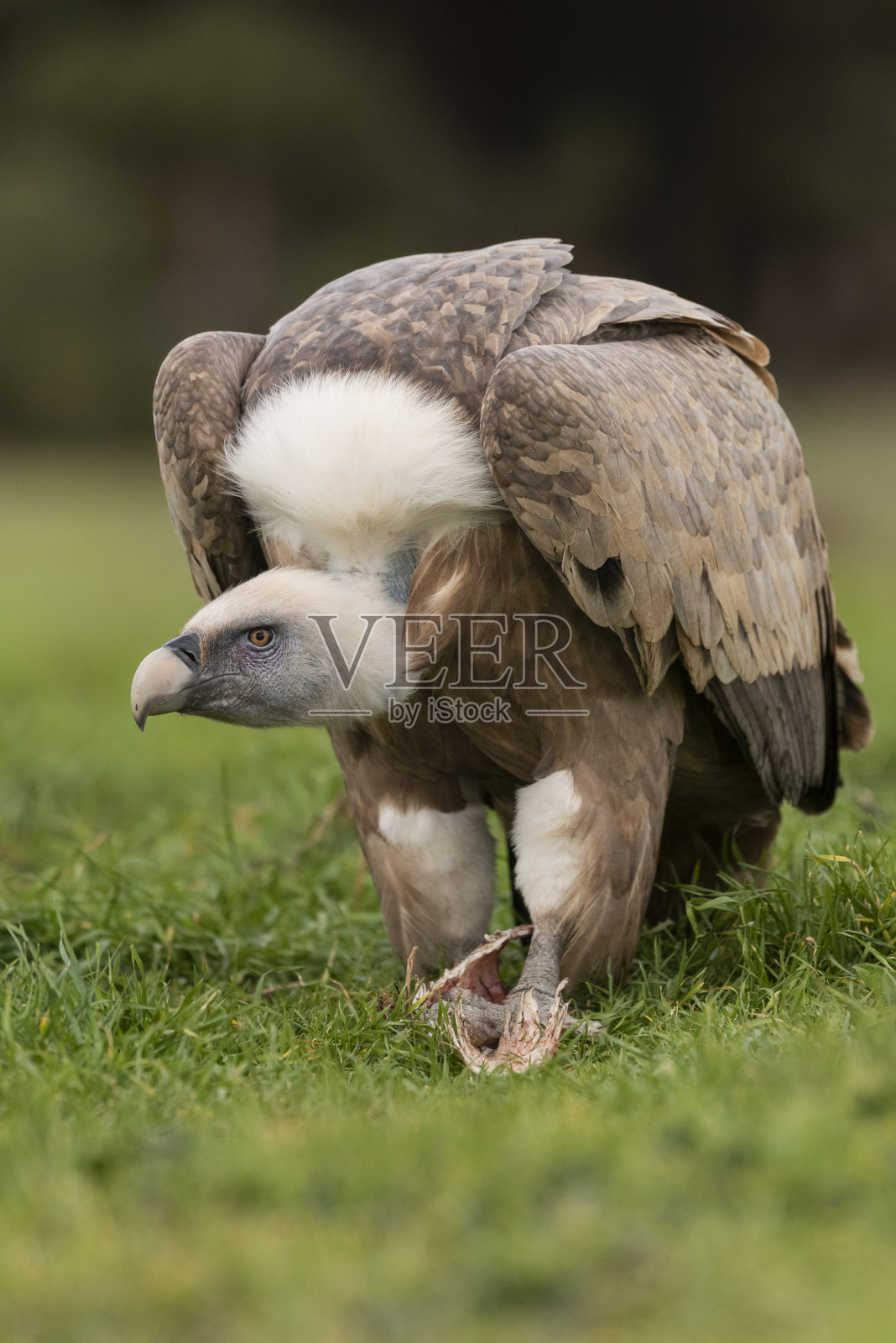 兀鹫栖息在黄雀上照片摄影图片