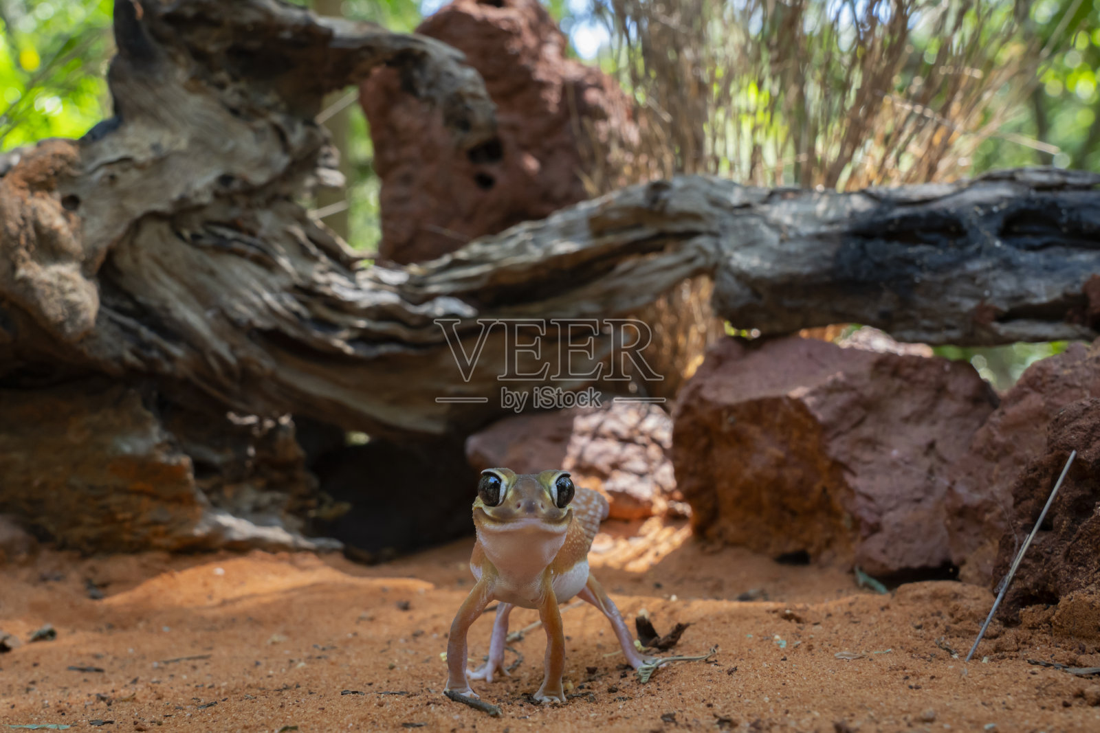 一只柄尾壁虎看着相机的肖像照片摄影图片