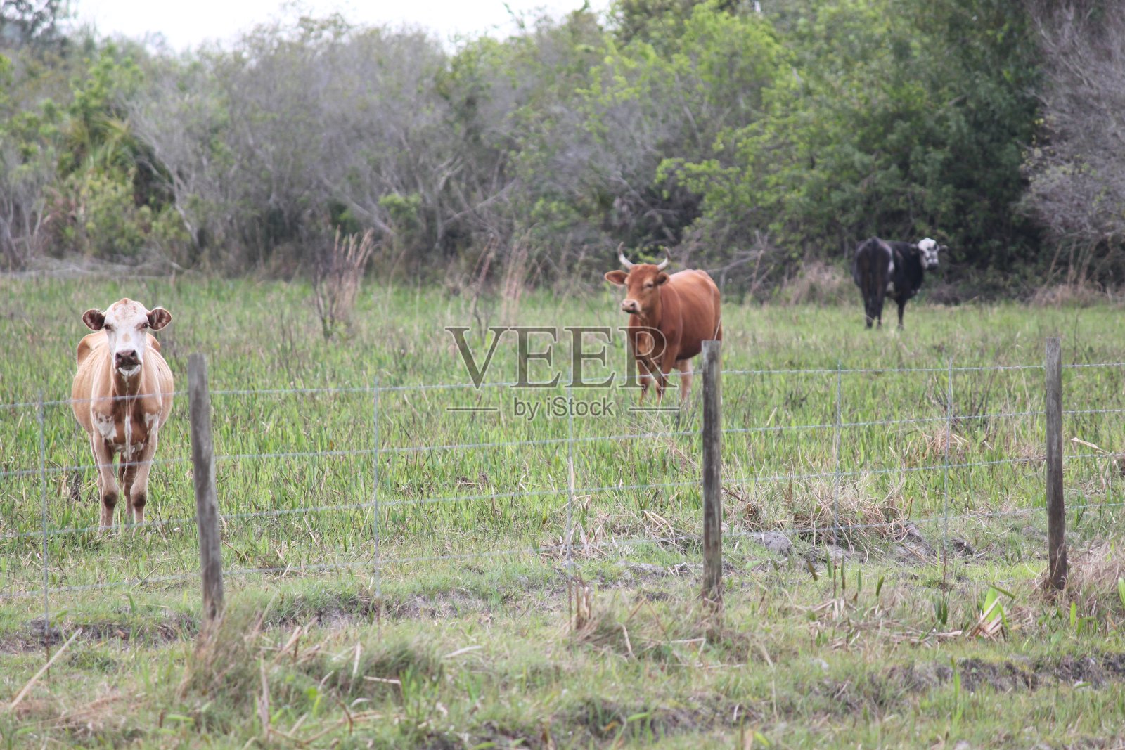 农场里的牛照片摄影图片