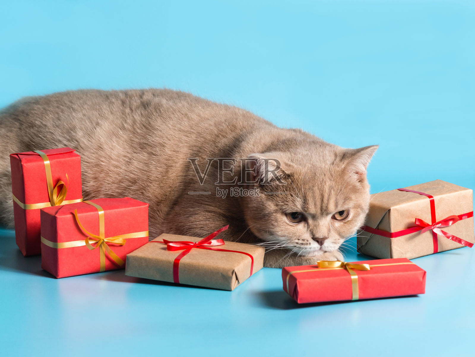 悲伤的英国短毛猫品种躺在礼物旁边。是情人节和国际妇女节的绝佳选择照片摄影图片