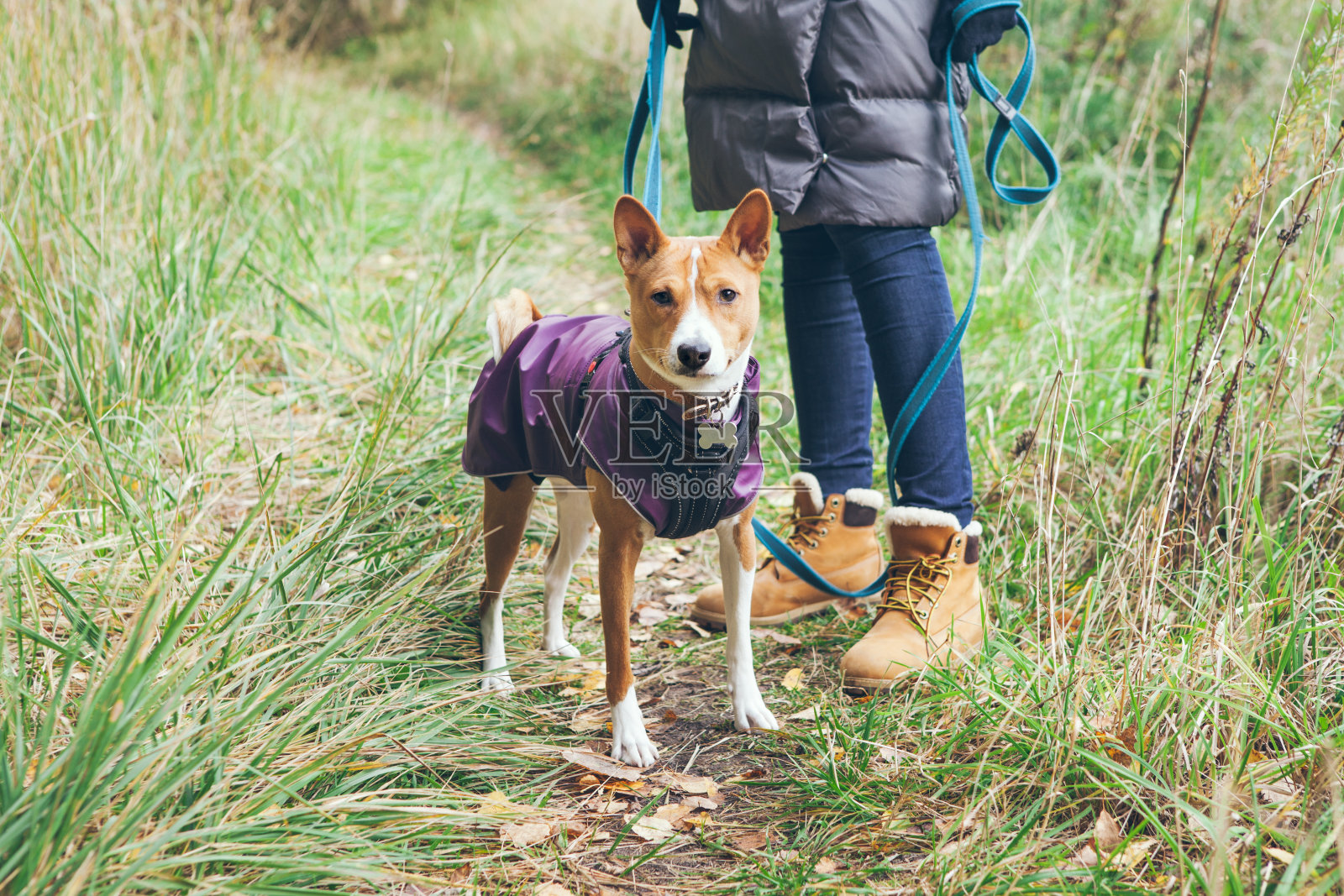纯种巴森基犬与主人在户外的森林里散步，享受着纯净的自然。照片摄影图片