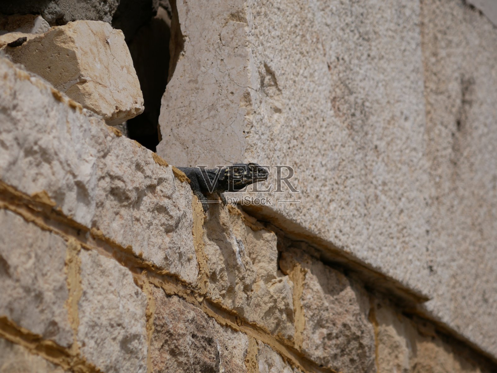 在一个阳光明媚的夏日，蜥蜴在晒太阳。一个黑色的大家伙坐在废弃的岩石和混凝土篱笆上。照片摄影图片