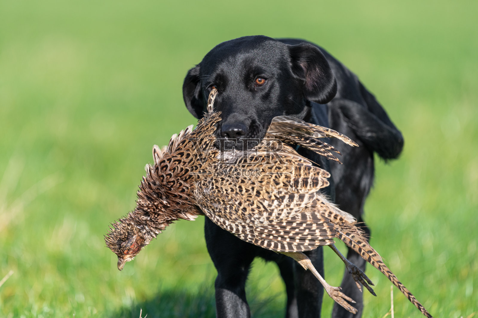 黑色拉布拉多照片摄影图片