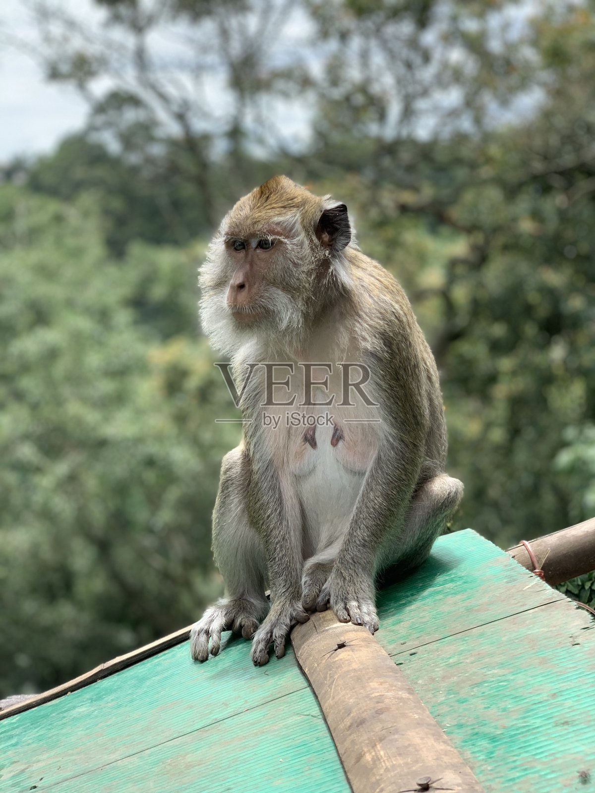 可爱的猴子照片摄影图片