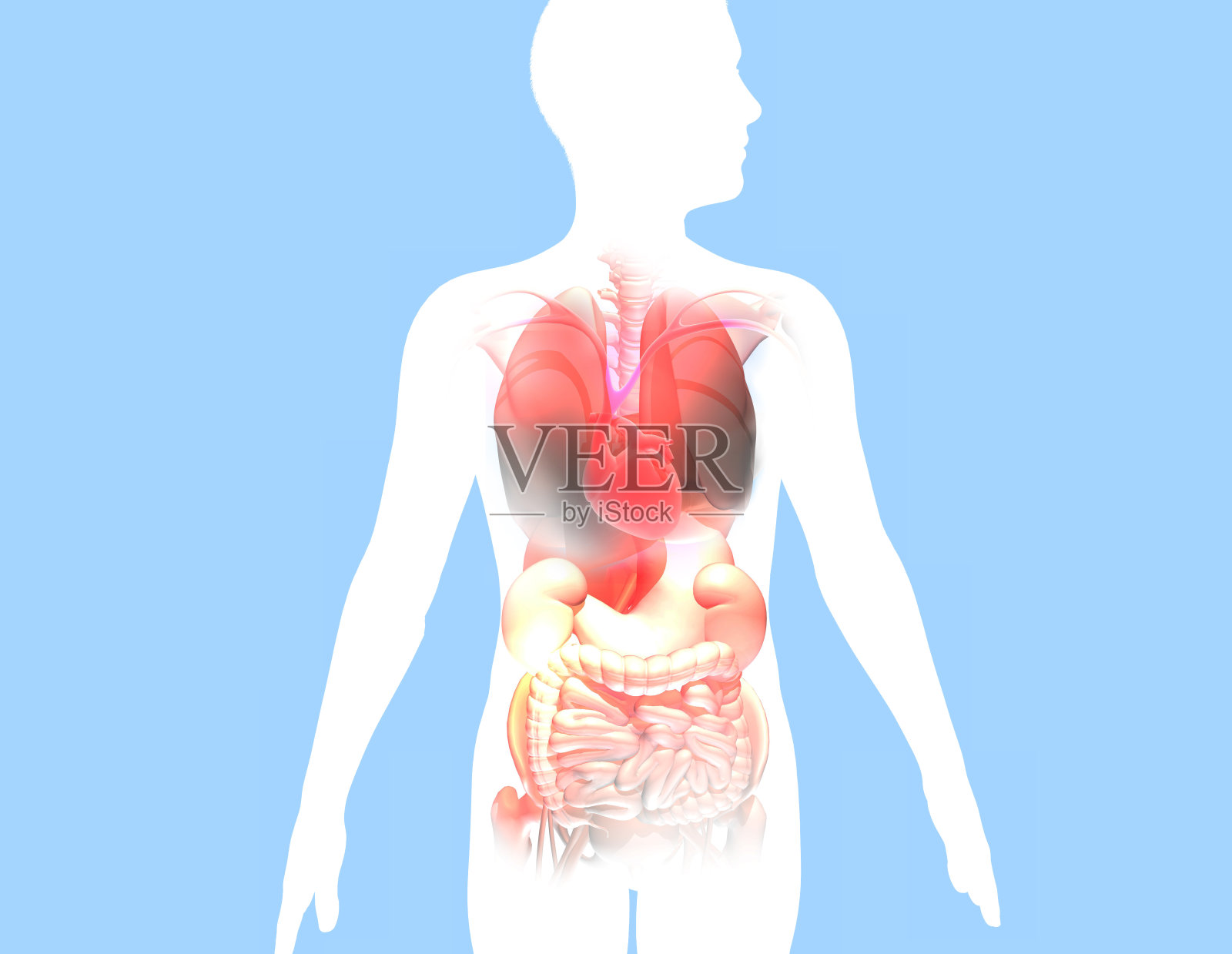 人体内部解剖的三维轮廓图。照片摄影图片