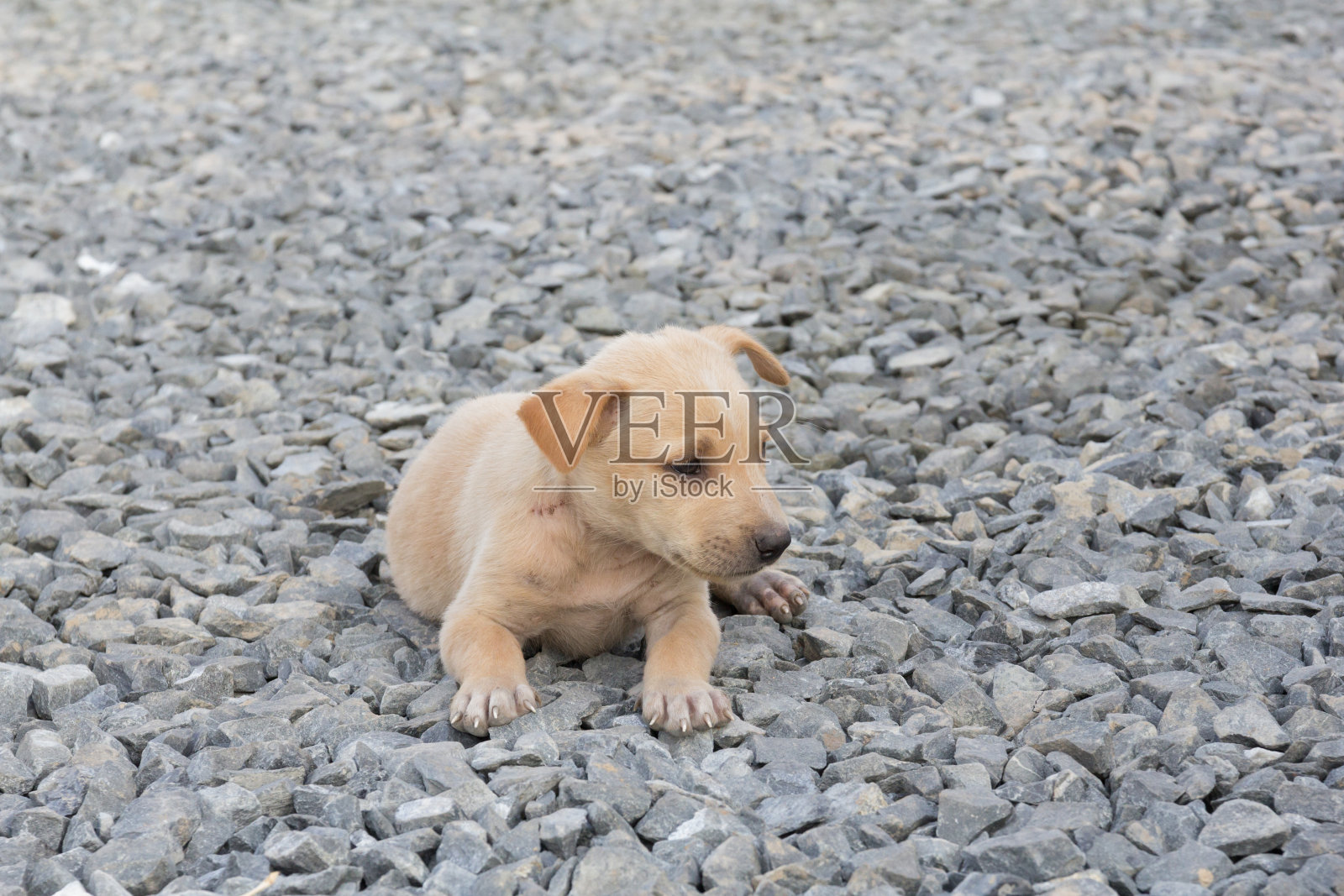 棕色的小狗坐在地上的石头上。照片摄影图片