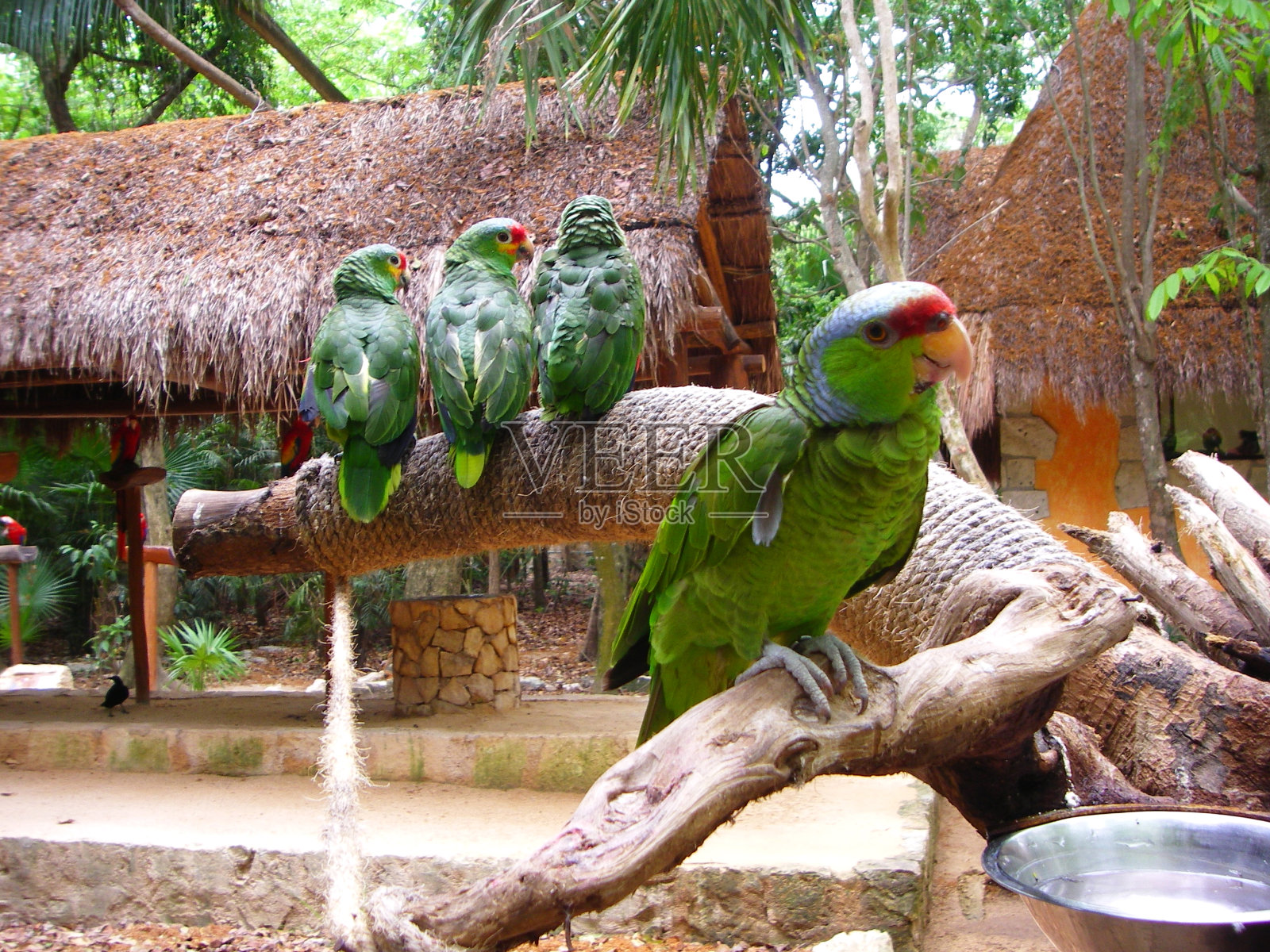 鹦鹉，鸟，金刚鹦鹉，热带的，绿色的照片摄影图片