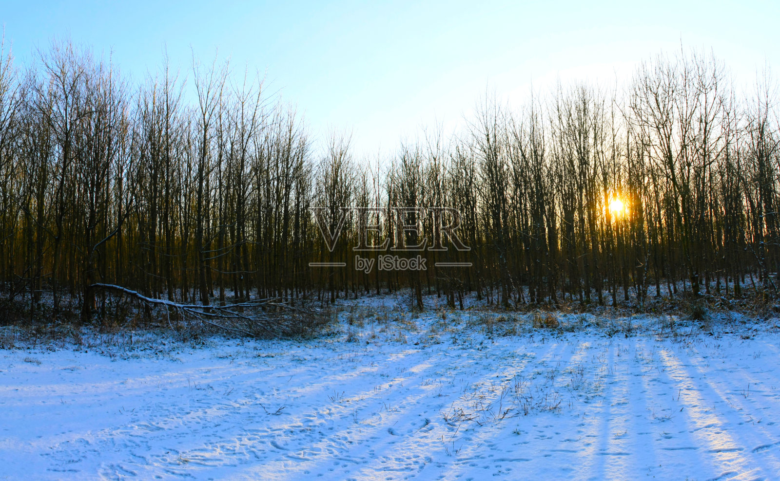 日落在林地，太阳落在树枝后面造成一个广泛的扩散射线模式在地面上照片摄影图片