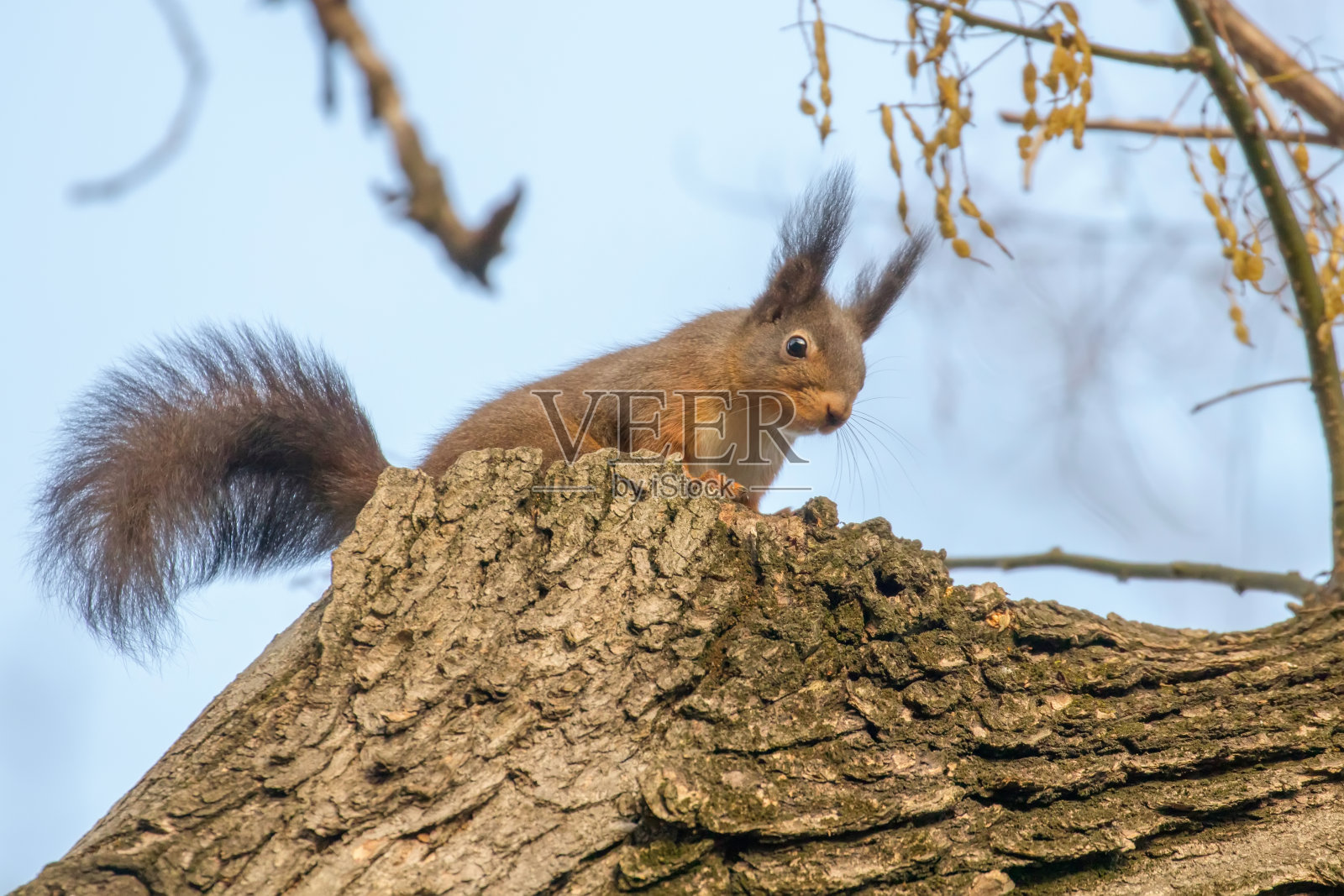 坐在树上的红松鼠，森林松鼠照片摄影图片