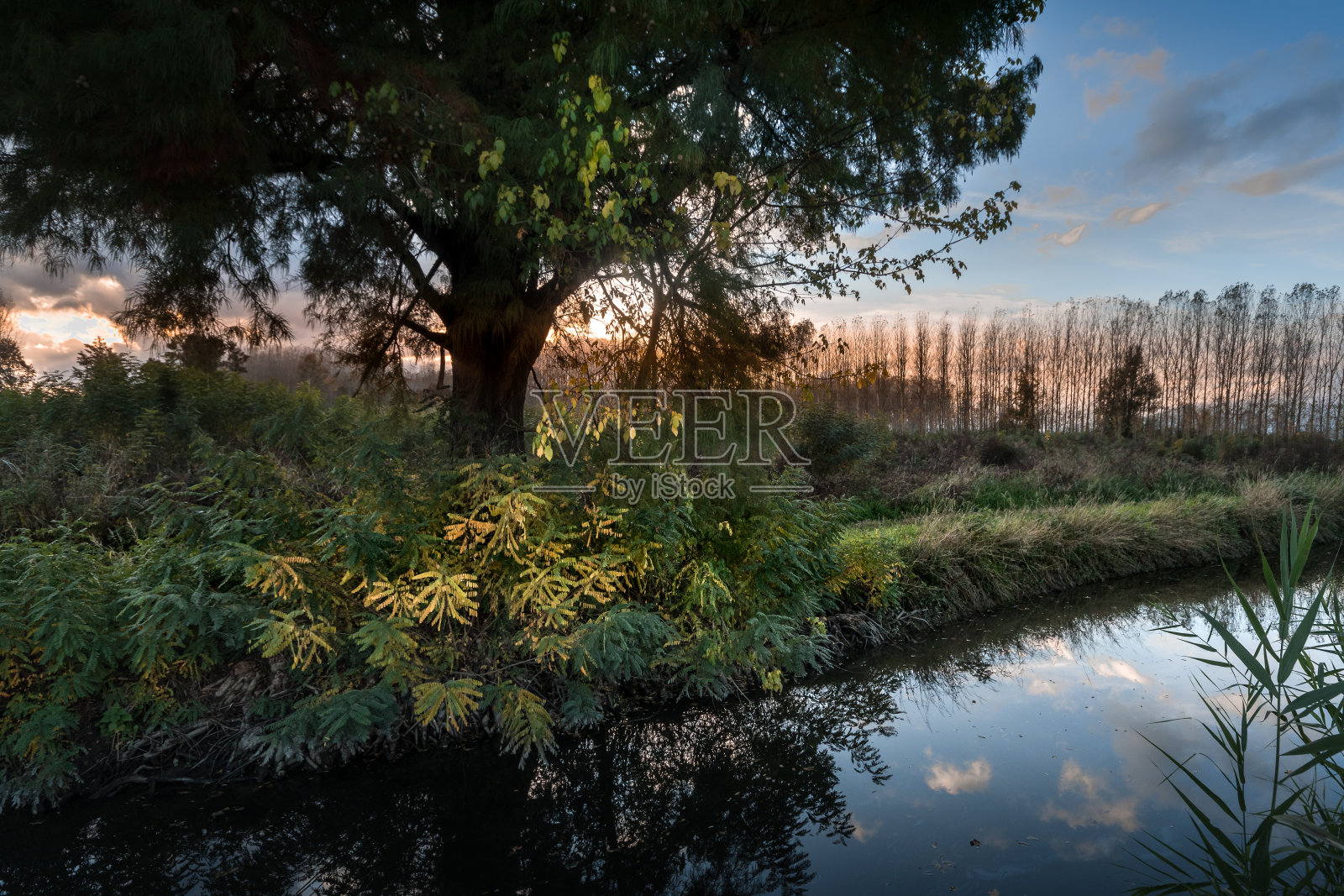 富奇奥的牧童照片摄影图片