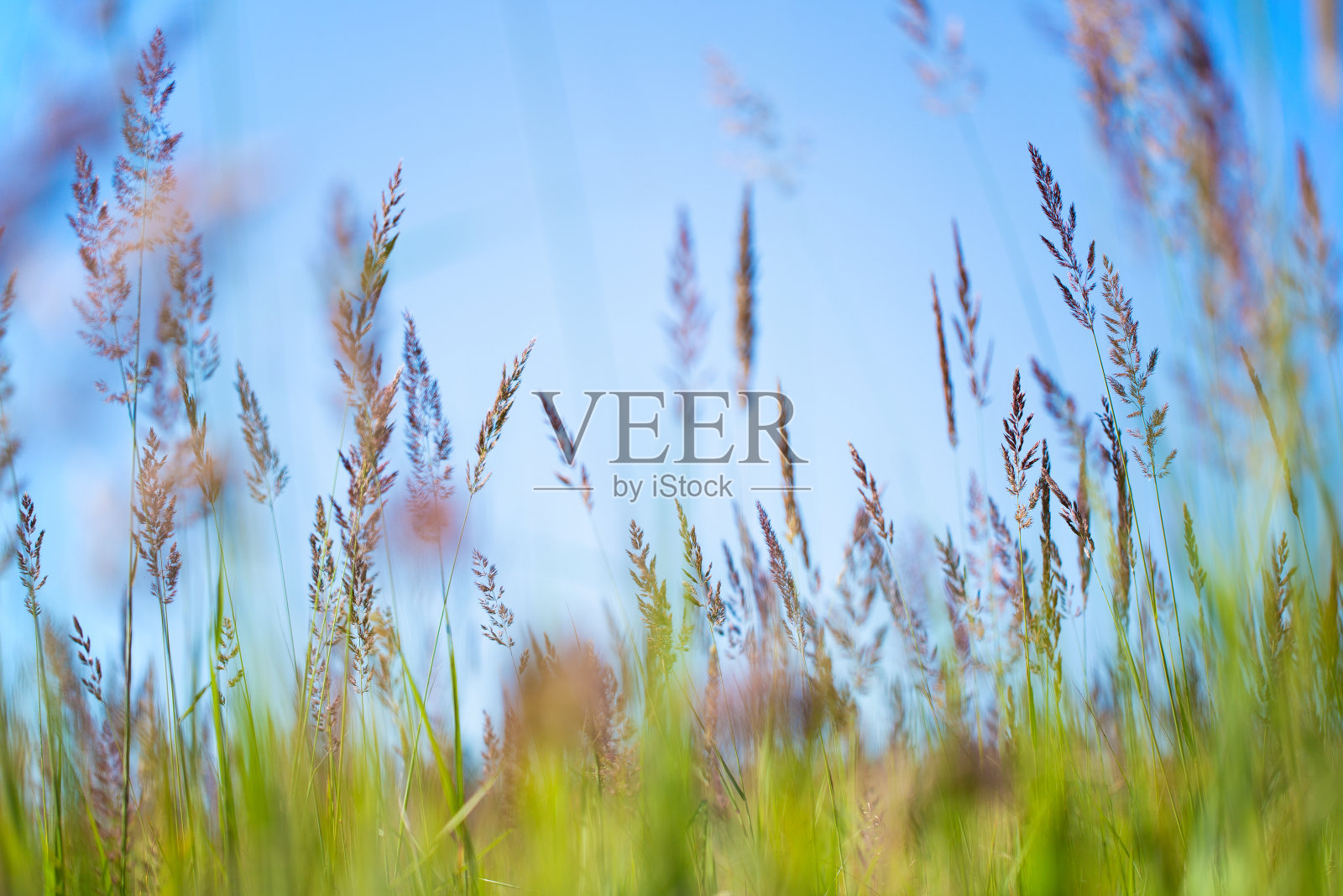 荒野里高高的绿草。照片摄影图片