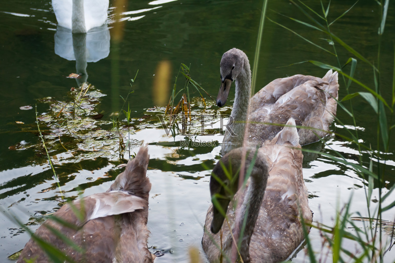 湖面上的天鹅宝宝照片摄影图片