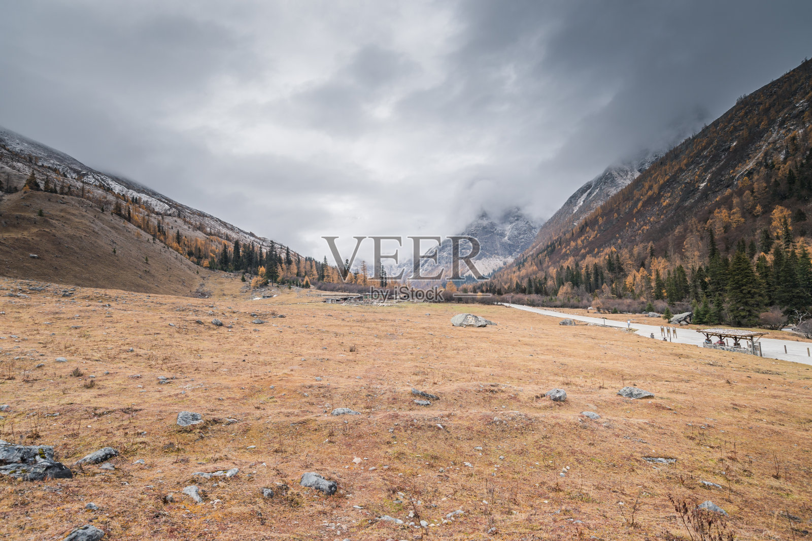 森林和树木景观纹理背景，色彩斑斓的自然景观风景亚丁，香格里拉，中国，西藏山区的秋天照片摄影图片