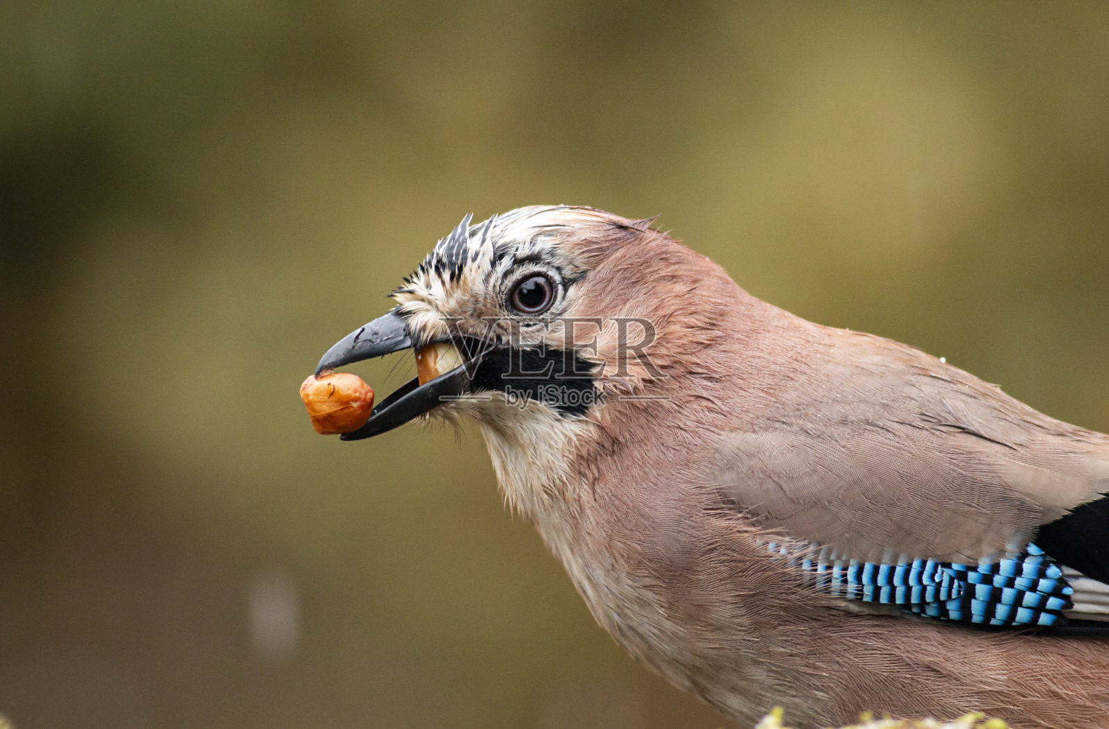 杰坐着吃着不同的坚果照片摄影图片