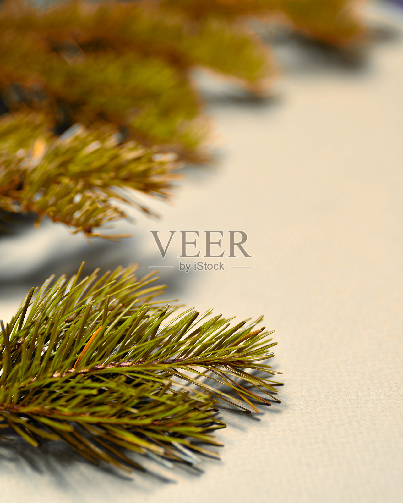 绿色的松树和云杉的树枝躺在绿色的背景上，近看，所有的针叶都看得见。垂直的。照片摄影图片