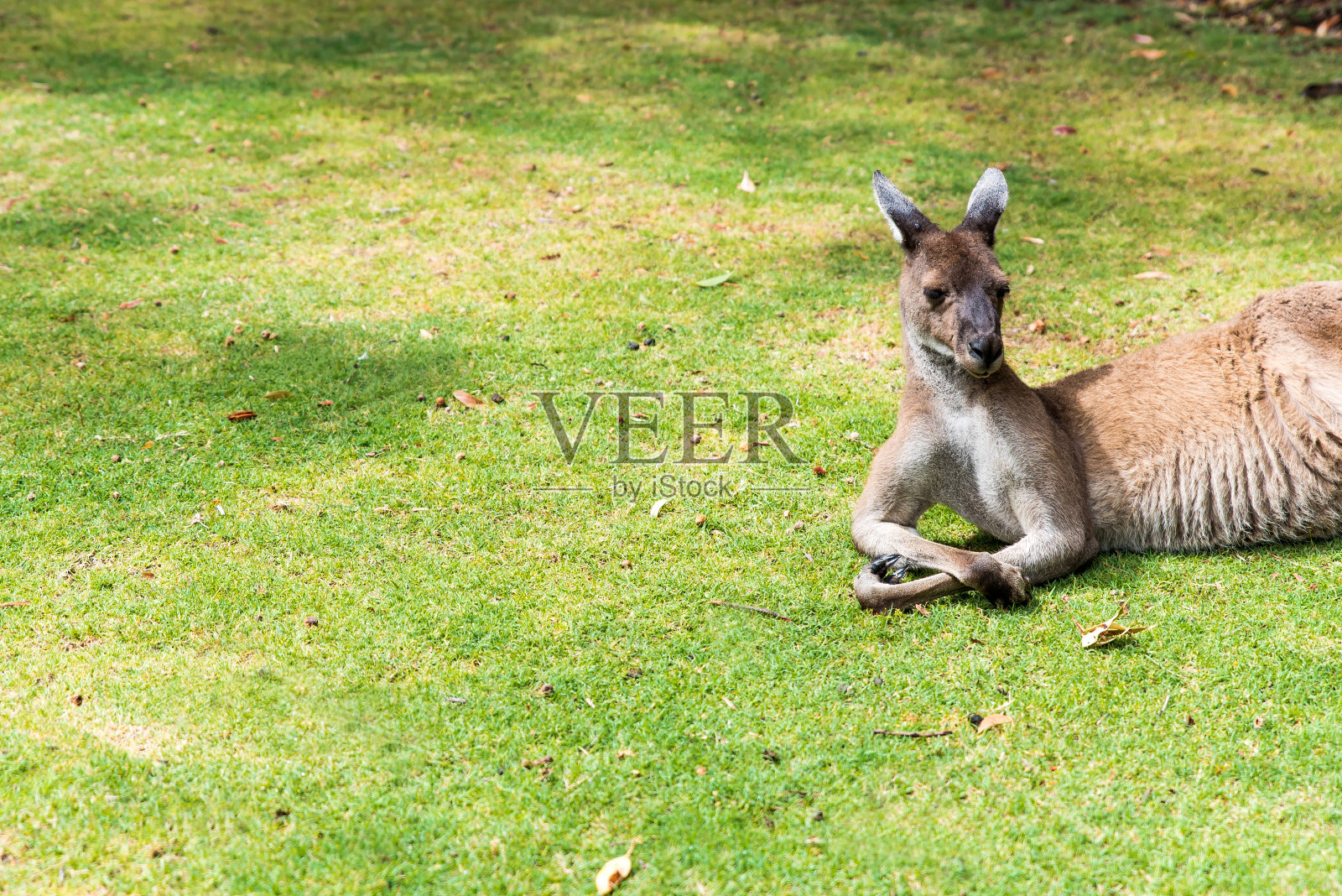 野生袋鼠躺在公园的草地上休息照片摄影图片