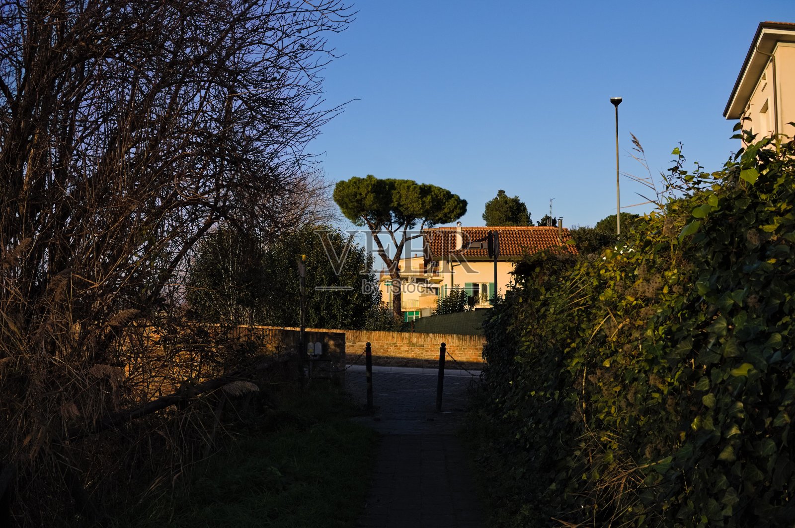 从一条小步行街看到的一棵孤立的海松(意大利，欧洲佩萨罗)照片摄影图片