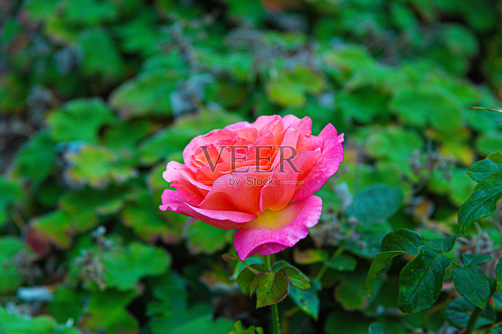 粉红色的花照片摄影图片