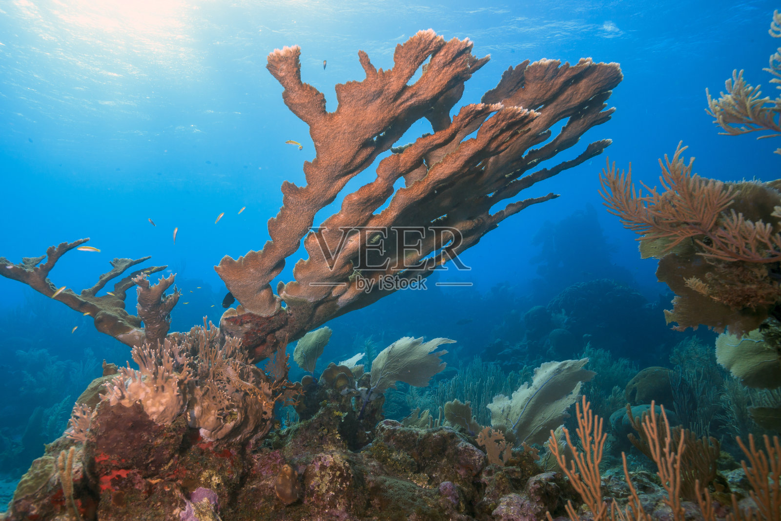 埃尔克霍恩珊瑚，棕榈峰照片摄影图片
