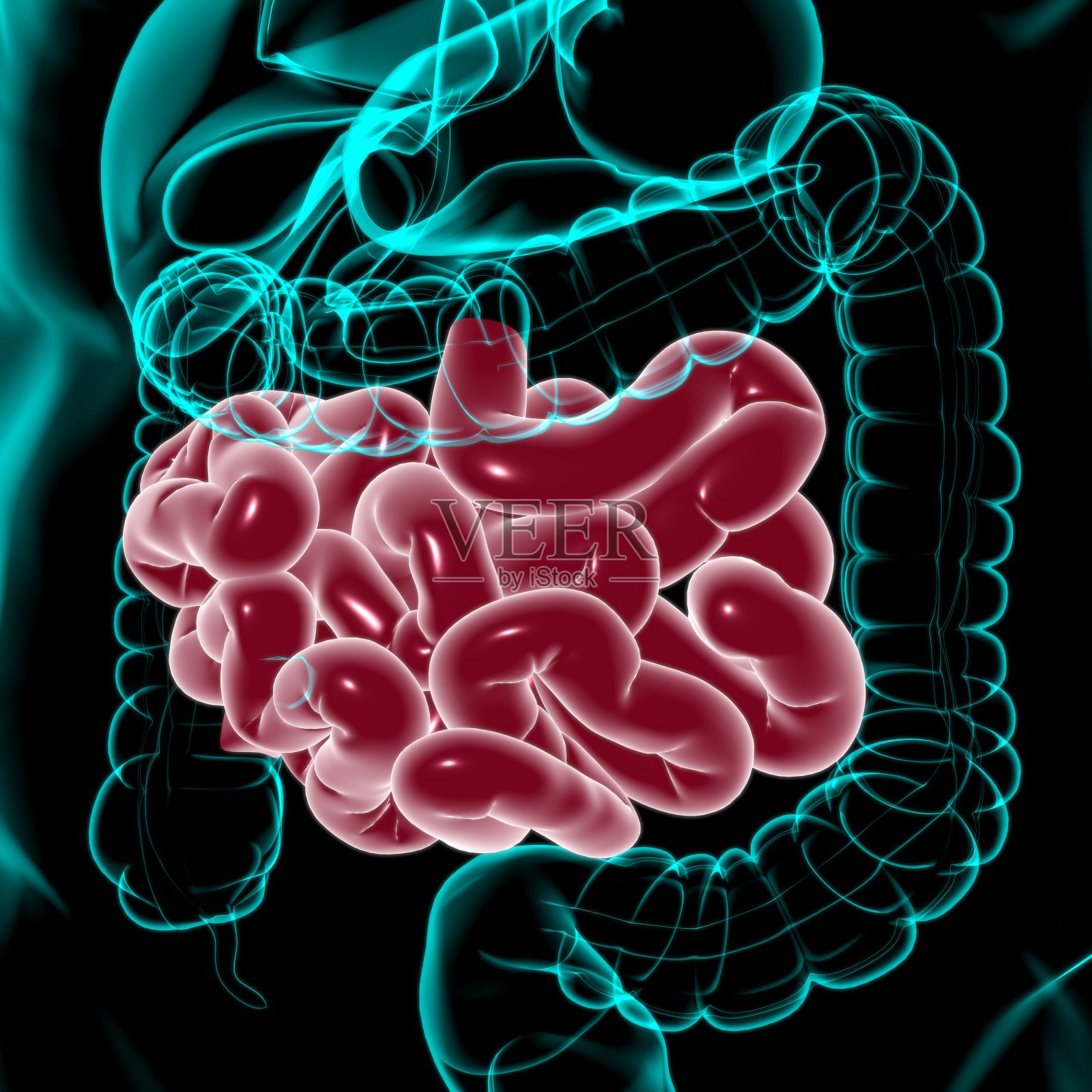 小肠3D插图人体消化系统解剖照片摄影图片