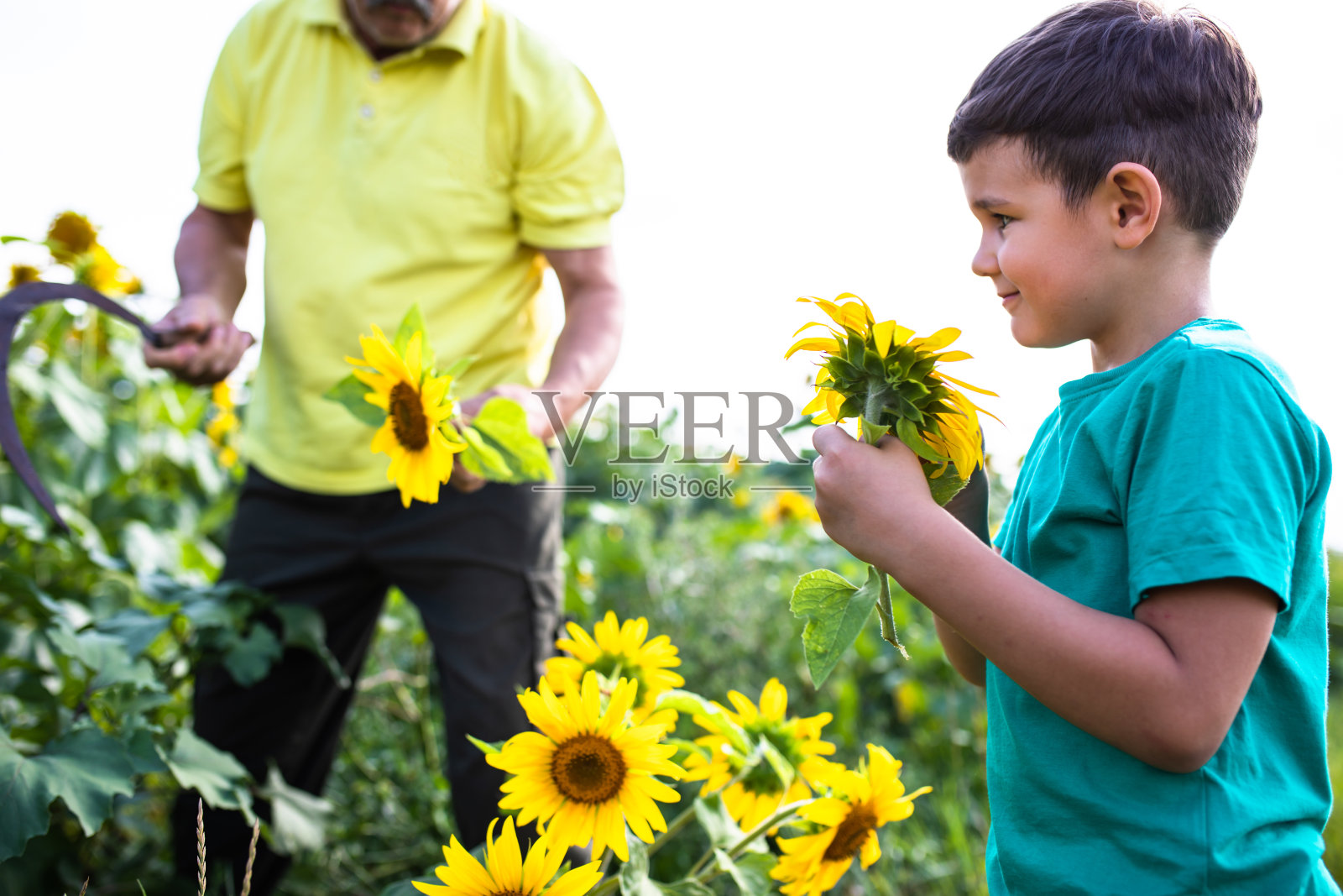 和爷爷一起摘向日葵照片摄影图片
