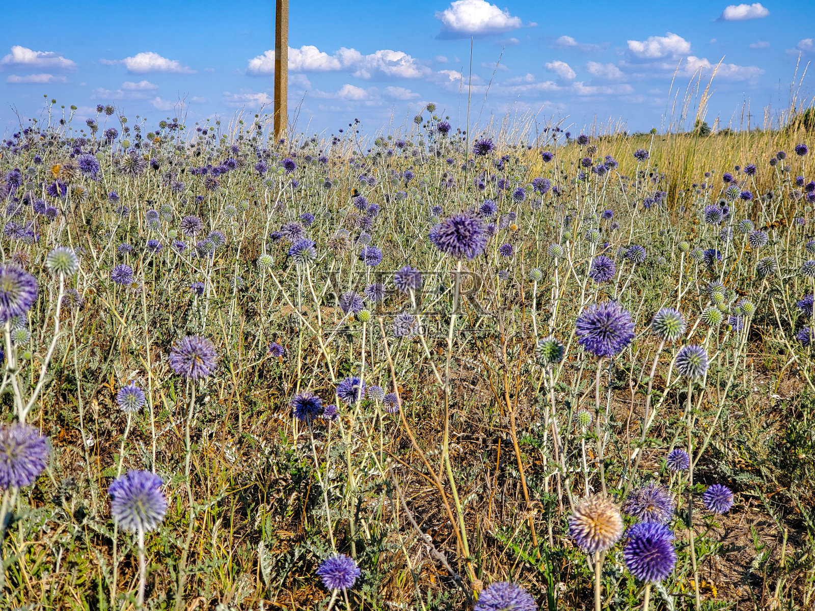 覆盖着蓝色花朵的美丽的田野或草地花的自然背景与蓝色的花在野外照片摄影图片
