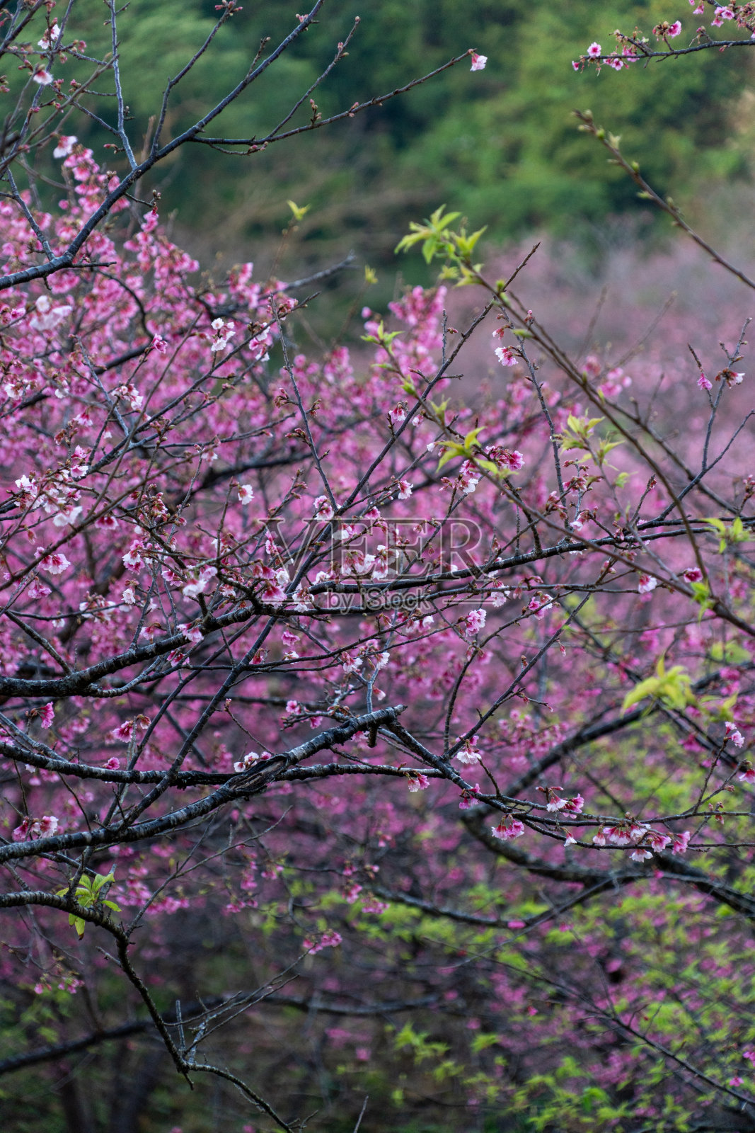 冲绳的樱花照片摄影图片