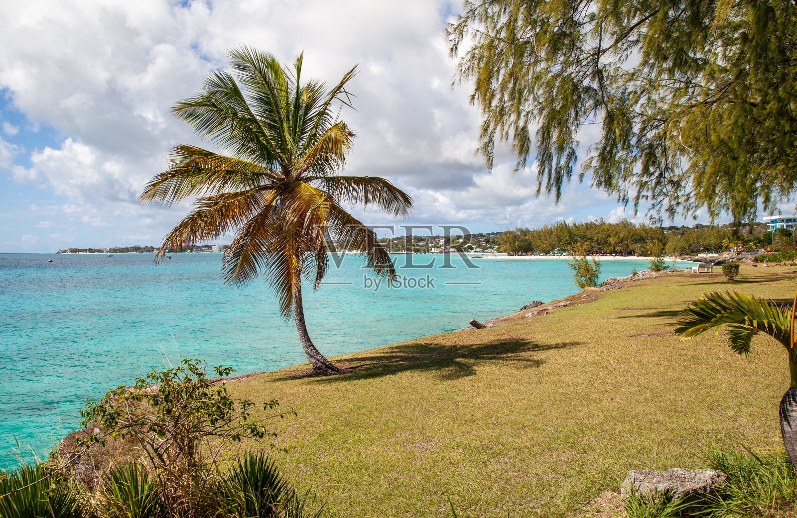 巴巴多斯的棕榈树照片摄影图片