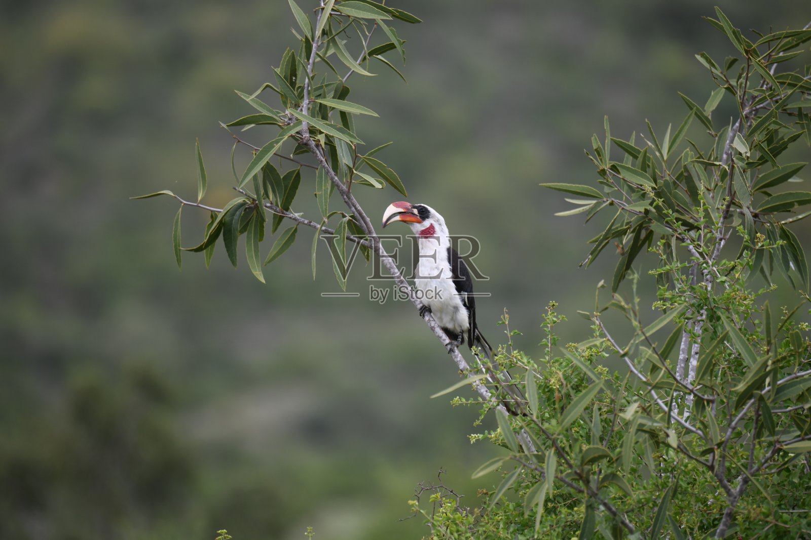 犀鸟照片摄影图片