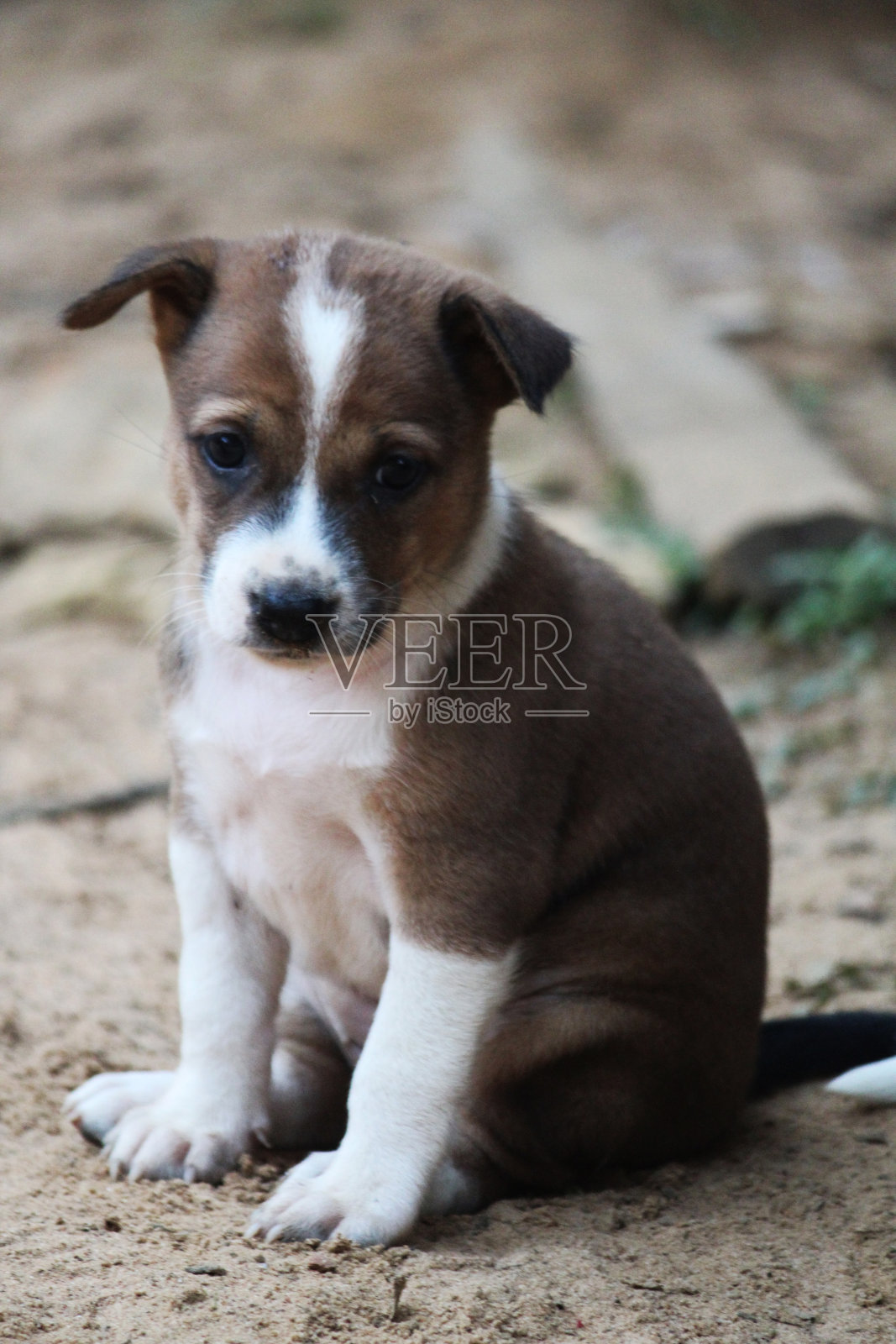 可爱的印度小狗坐在地上照片摄影图片