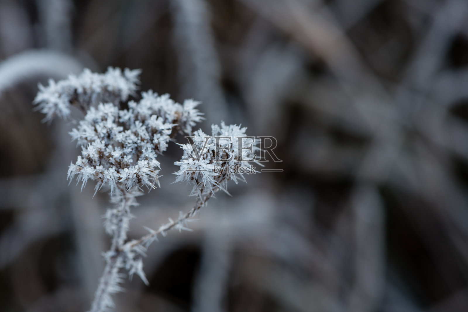 宏观上冻草照片摄影图片