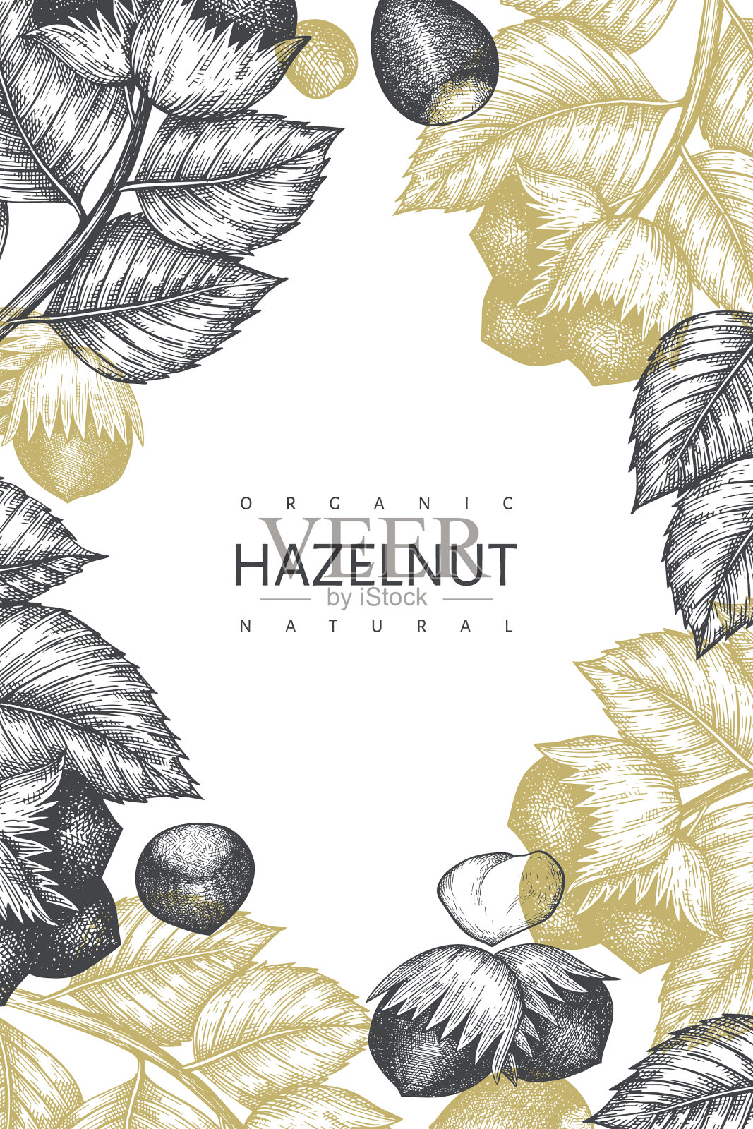 手绘草图榛子设计模板插画图片素材