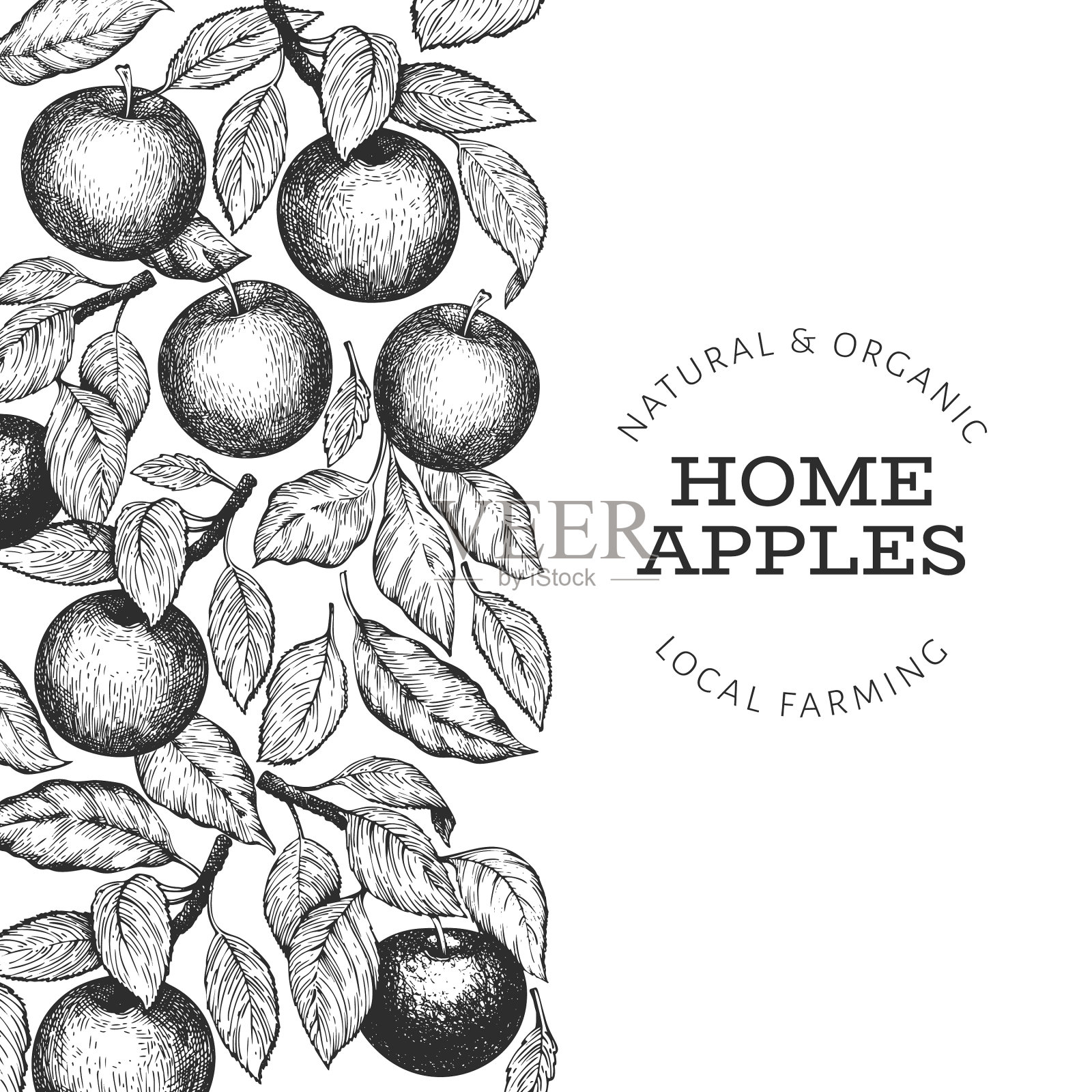 苹果树枝设计模板手绘花园插画图片素材