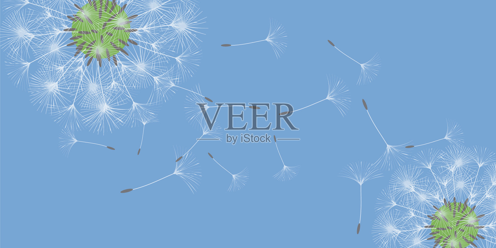 蒲公英的背景插画图片素材