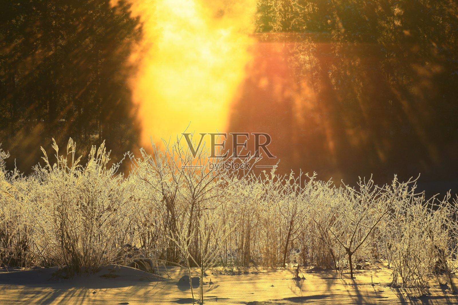 冬天的黎明照片摄影图片